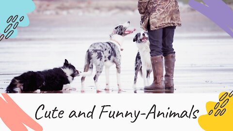 Cute Animals and funny pets cute cats funny dogs ♥♥♥