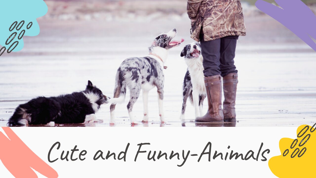Cute Animals and funny pets cute cats funny dogs ♥♥♥