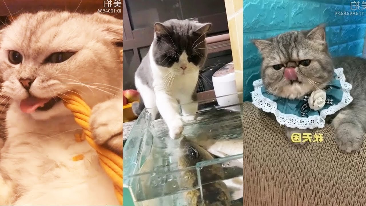 Funniest cats