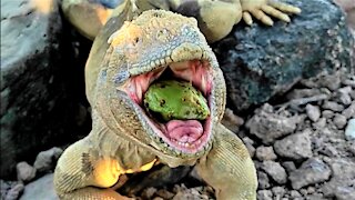 Gigantic lizard devours fruit in the Galapagos Islands