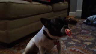 Rosie The Dog Loves Pacifier