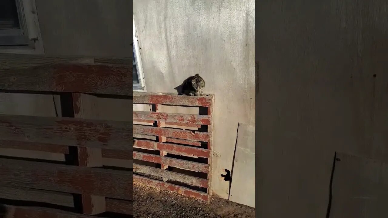 barn cat says feed me #cats #farmlife #shorts
