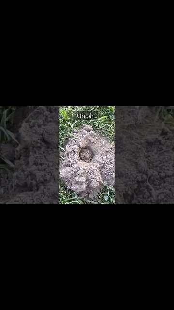 Uh oh...is that a Gopher😱