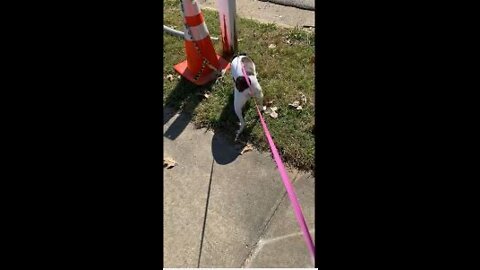 Princess finds an orange cone