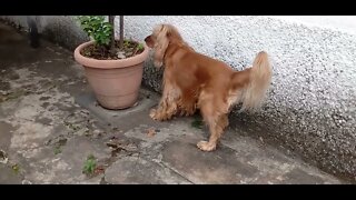 #dogshow , #animals , #dog , #shorts