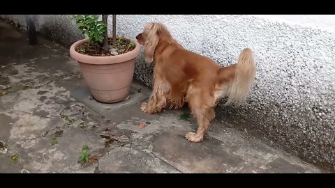#dogshow , #animals , #dog , #shorts