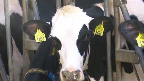 Local dairy farm battles the heat