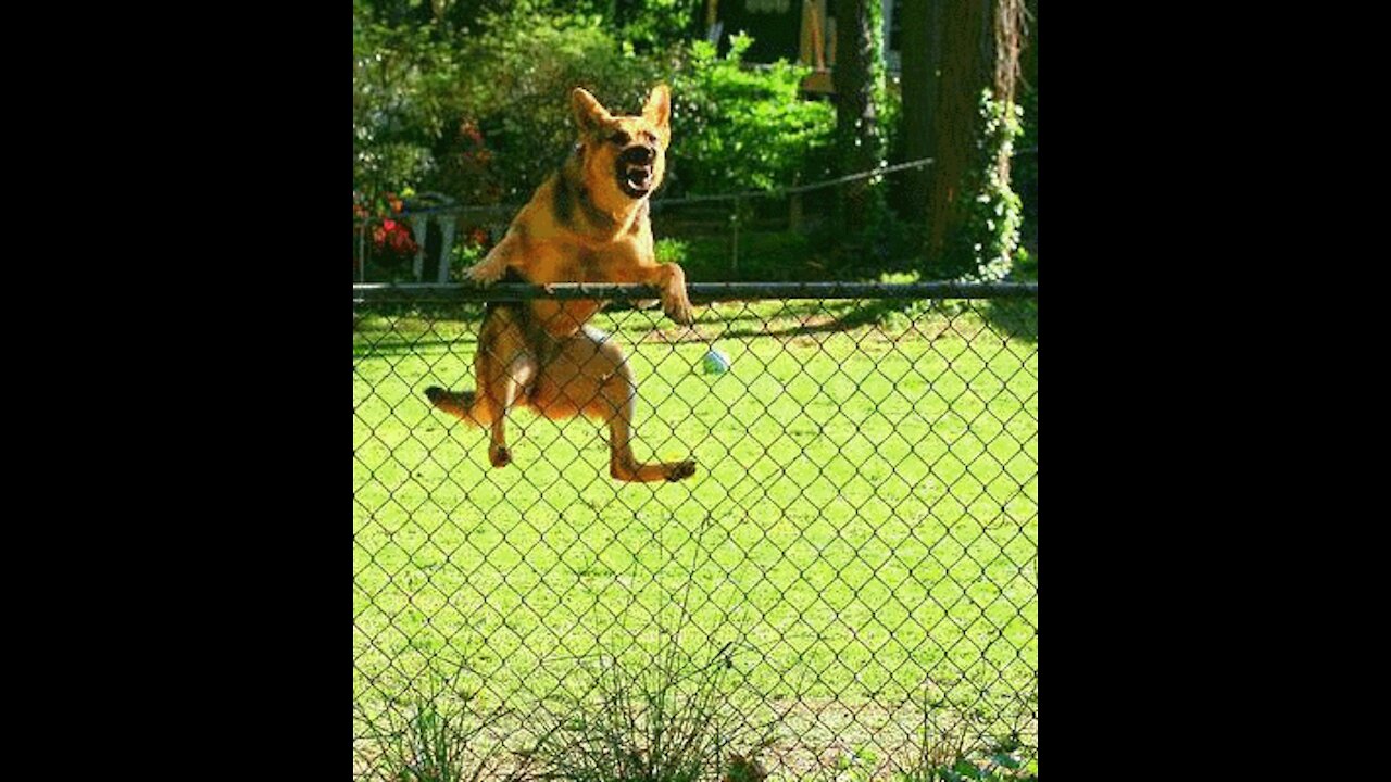 Guard Dog Training, A step by step tutorial
