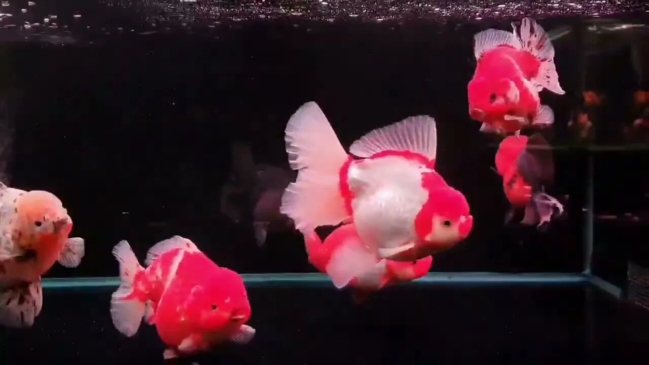 Big Giant Oranda Goldfish53 6