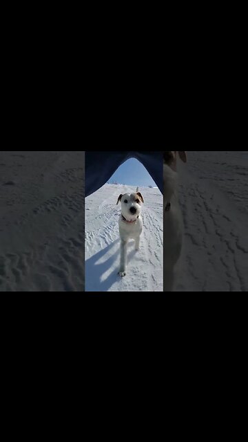 Ares Jack Russell Terrier Fun in May