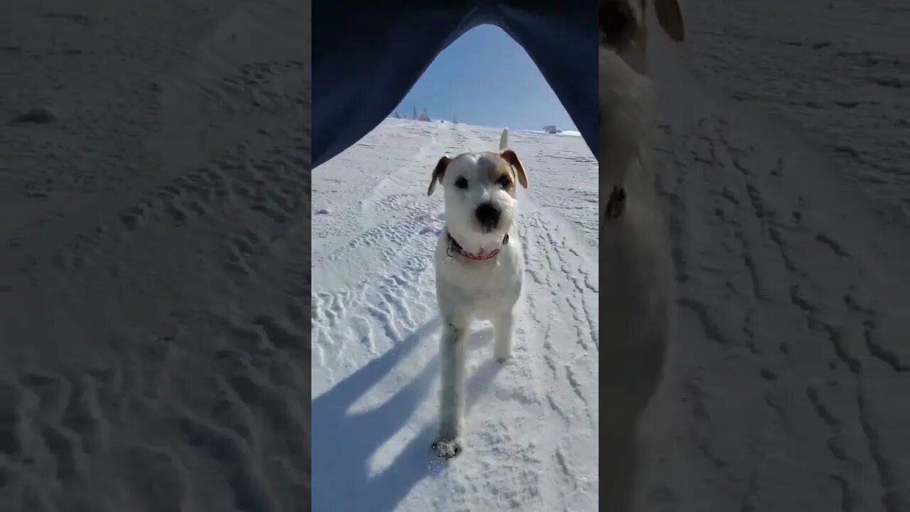 Ares Jack Russell Terrier Fun in May