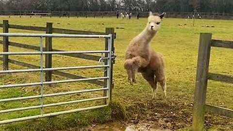 FUNNIEST Pet Fails! 🤣 😂 | Best Compilation 2024