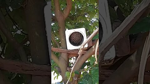 incrível ❗❗❗onde a abelha 🐝 fez sua morada