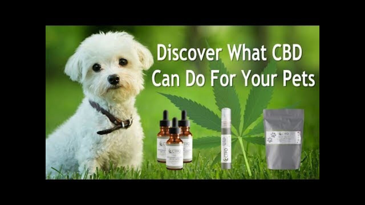 CBD Oil Use for Dogs Cats Pets Animals