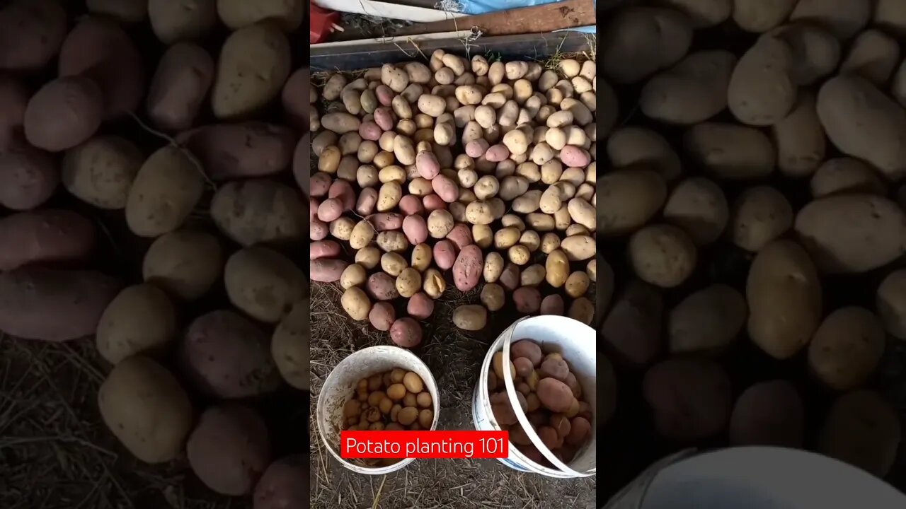 More Potatoes with No space to Store them 2023😁|#shorts #short #food #viral #shortvideo #shortsvideo