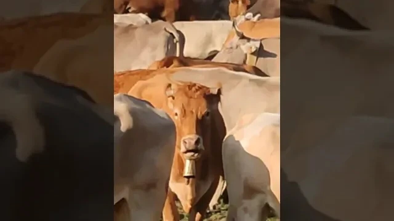 Video By luciaperezoroz #Shorts