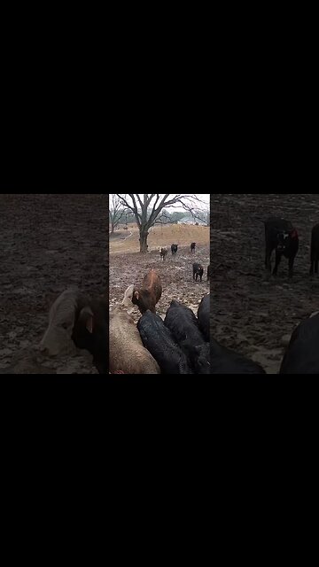 Feeding in the rain and mud! #farm #ranch #cattle #farmlife #ranchlife #rain #mud