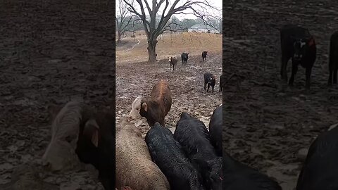 Feeding in the rain and mud! #farm #ranch #cattle #farmlife #ranchlife #rain #mud