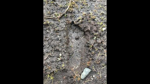 New Tracks At Bayley Lake