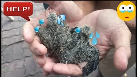 🐣🐤Rescuing and Feeding Baby Birds Without Mother in Nest 🐥🐦#1