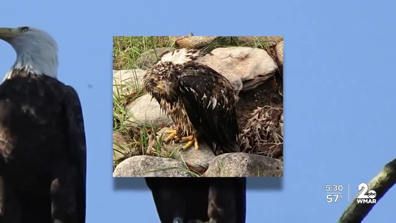 Young bald eagle shot and killed on Eastern Shore
