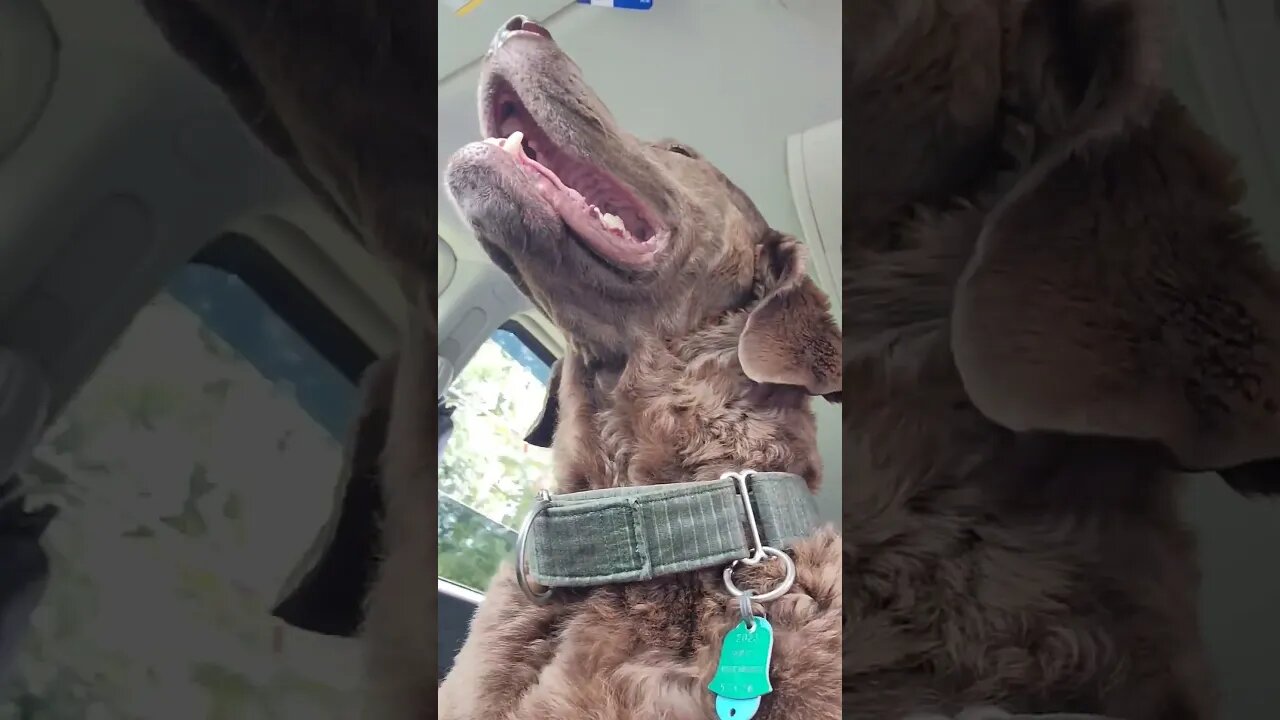 Where we going? #chesapeakebayretriever #goodestboy