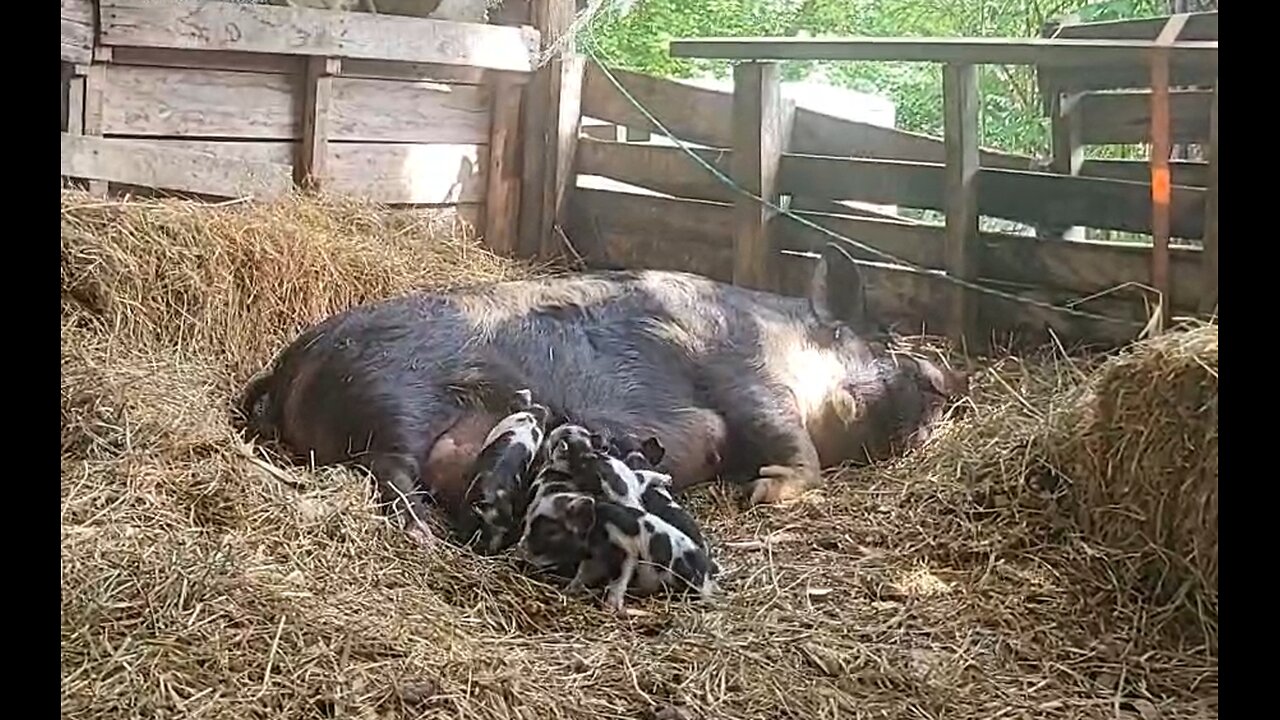 Piglets 2 Tuesday night May 21, 2024 Baby piglets update!