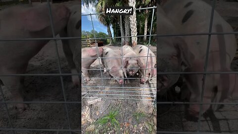 These Girls our Hangry! #pig #pigs #hog #farming #shorts