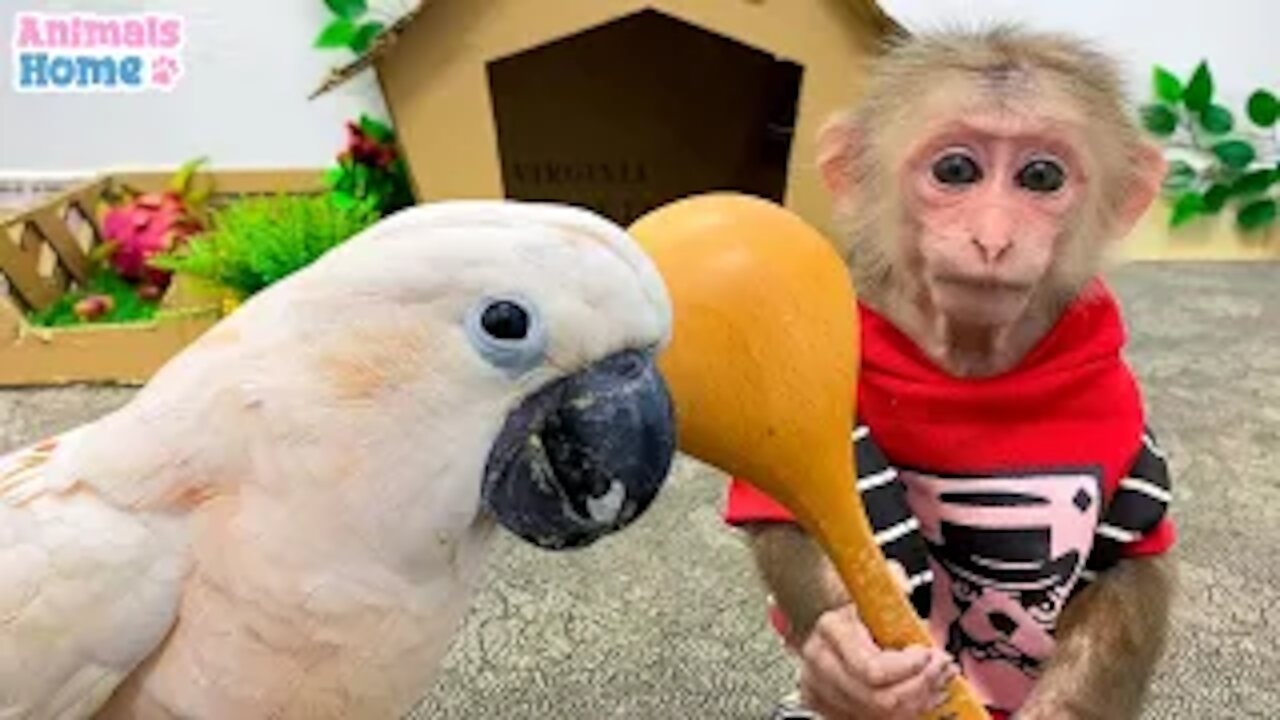 Naughty parrot teases farmer BiBi