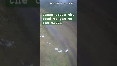 Farm surveillance. Geese cross the road to go to the creek