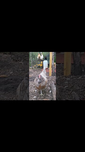 Love Seeing The Little One Integrate With The Flock #chickenlife #chickenshorts #chickens