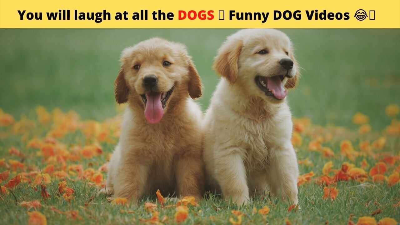 You will laugh at all the DOGS 🤣 Funny DOG Videos 😂🐶