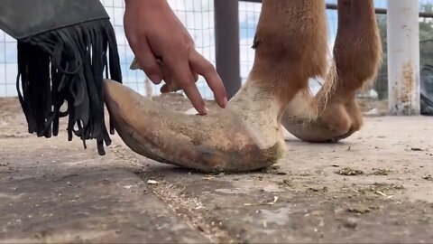 LONG HOOVES on ARABIAN STUD Horse Restoration-2