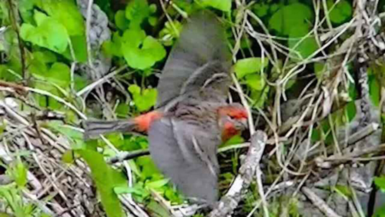 IECV NV #280 - 👀 Red Headed Male House Finch 🐤4-25-2017