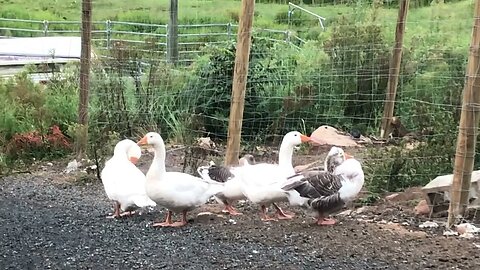 Pilgrim geese family aka settler geese