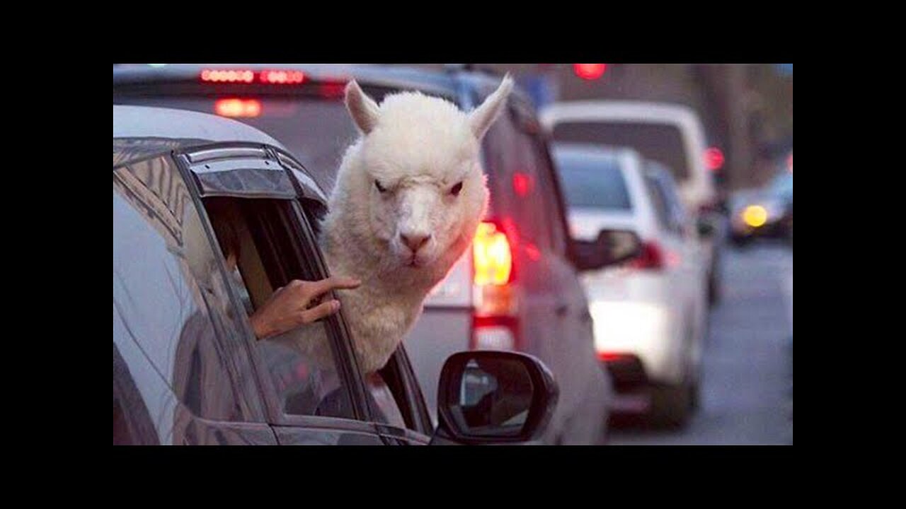 The Best Funny Animal Video Of The Week