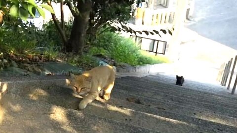 Cat's debut debut Kitty walking young kitty will also go up the stairs to attend the meeting