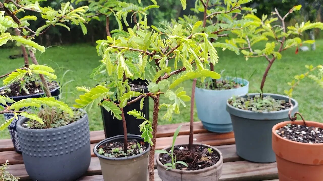 This small forest made it through the storm well.