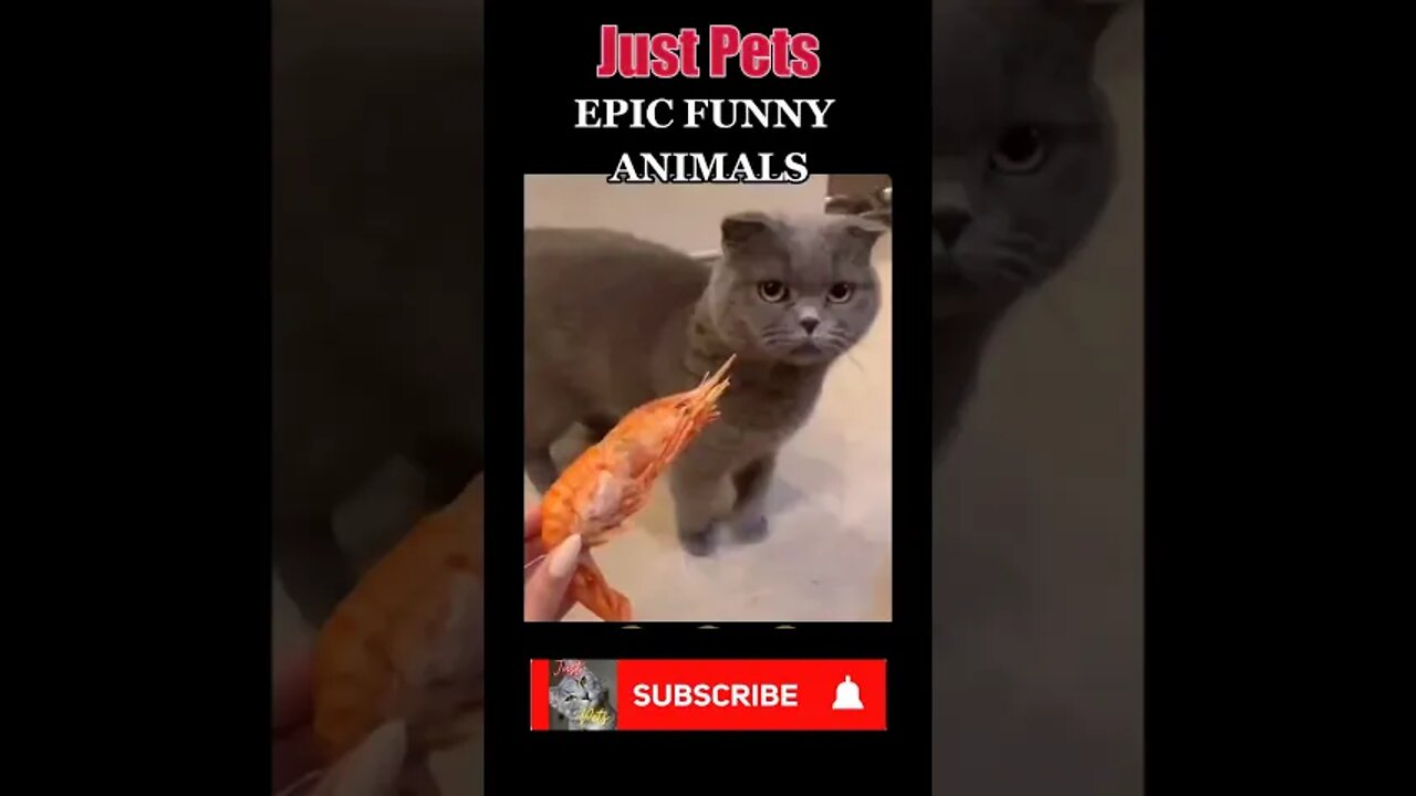 Epic Tiktok Animals doing what they do best 😹 .. Try Not to LAugh #shorts