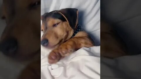 Dog react as a Baby #funnyvideo #petvideos #viral