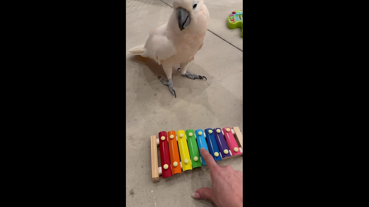 cockatoo bird play with musical instruments