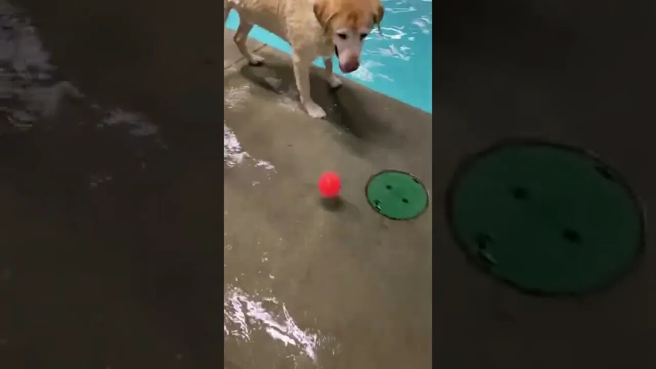 Dog Swimming tiktok zoomydogs