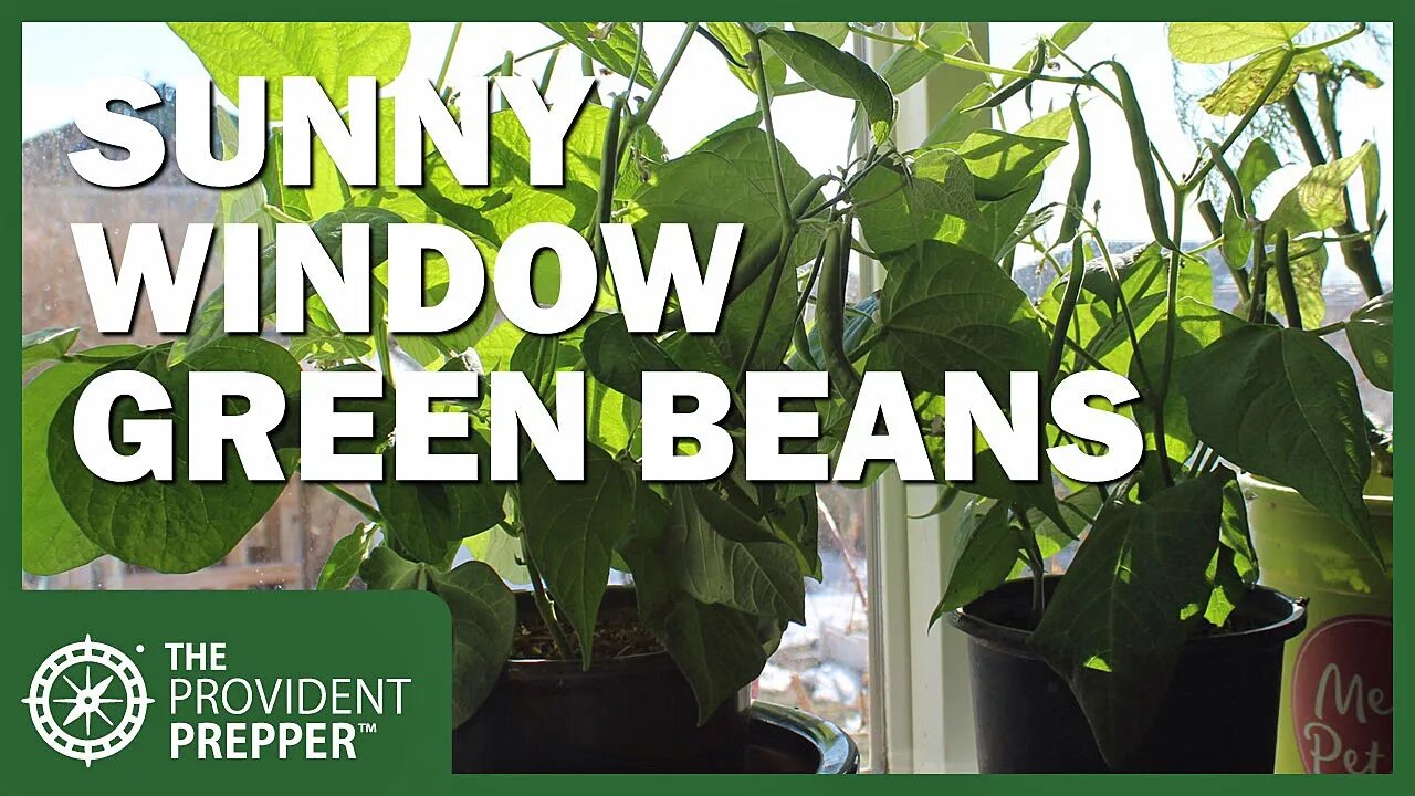 Grow Fresh Green Beans All Winter Long in a Sunny Window Inside Your Home