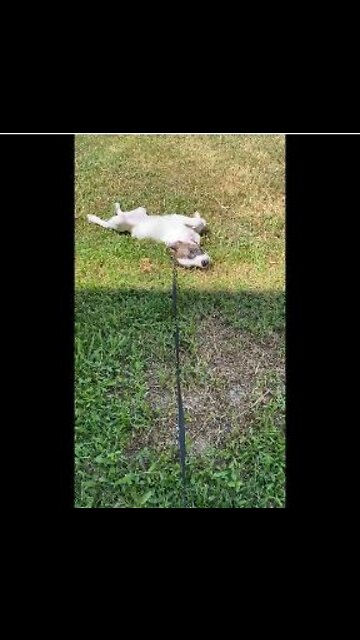 Princess on her back in the grass