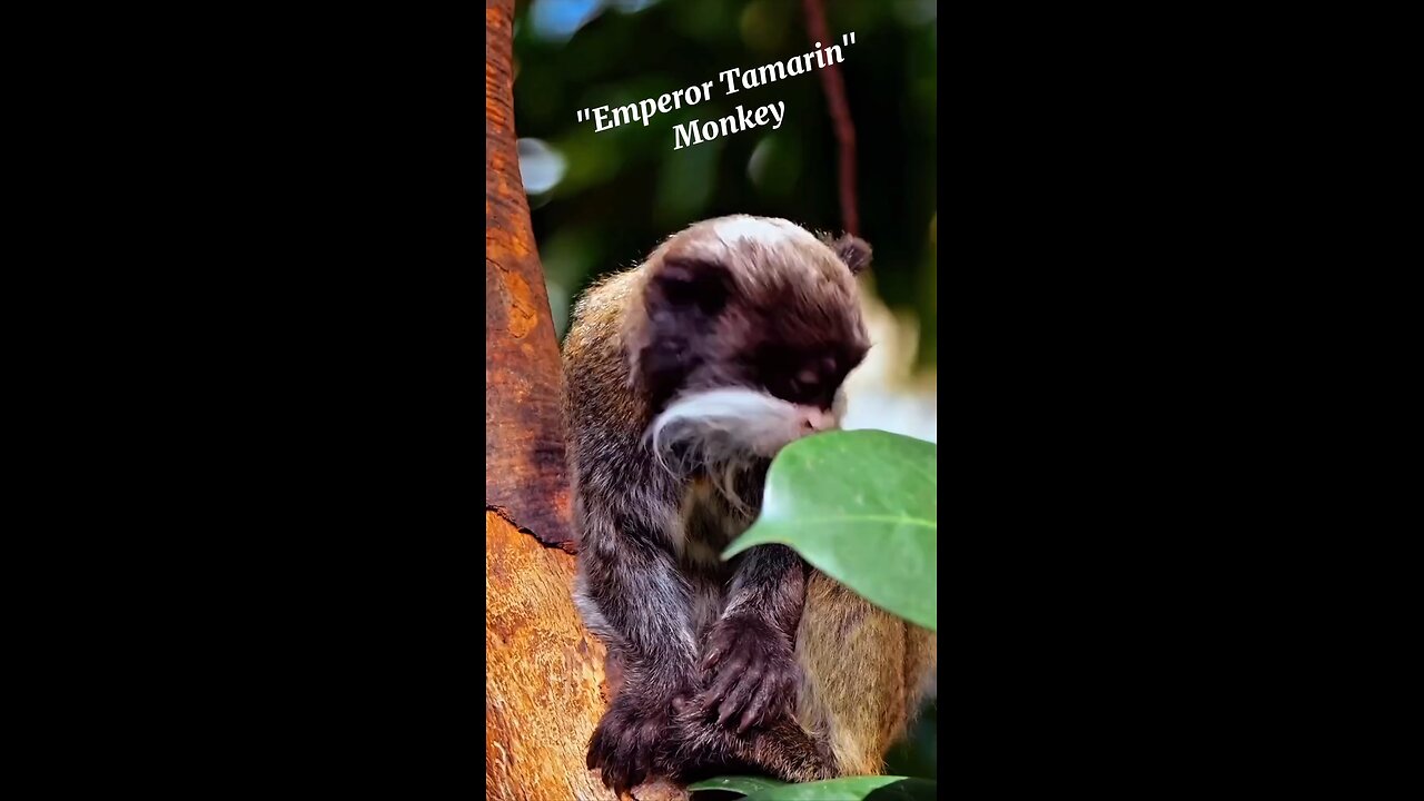 The " Emperor Tamarin" monkey lives in the rainforests.