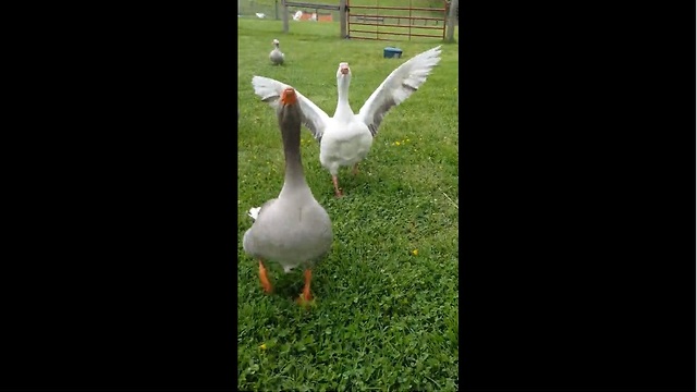 Mickey the Goose runs in for a hug