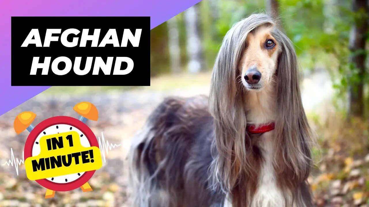 Afghan Hound - In 1 Minute! 🐶 One Of The Most Expensive Dog Breeds In The World | 1 Minute Animals