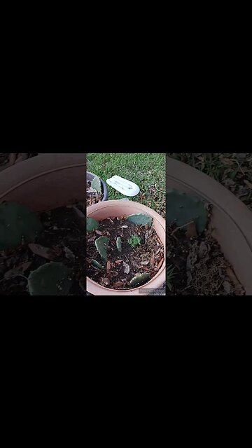 STARTING SURVIVAL GARDEN #selfsustainable