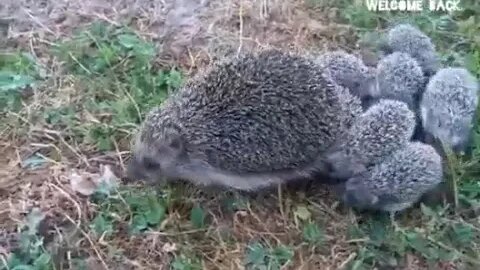 what do you think about this wildlife????