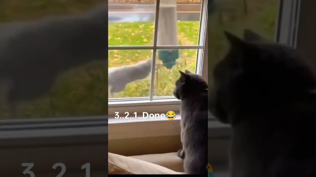 Kitten supervising G force training 😂 catastrophic failure occurs 🤣 $ #shorts #funny #cat